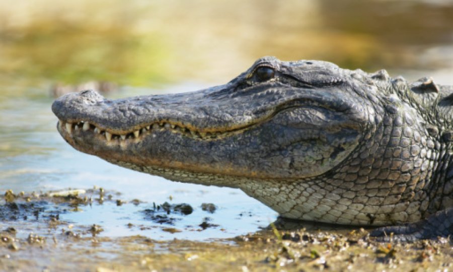 aligator