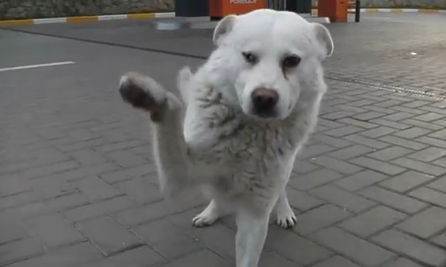 pas ljubimci funvideo
