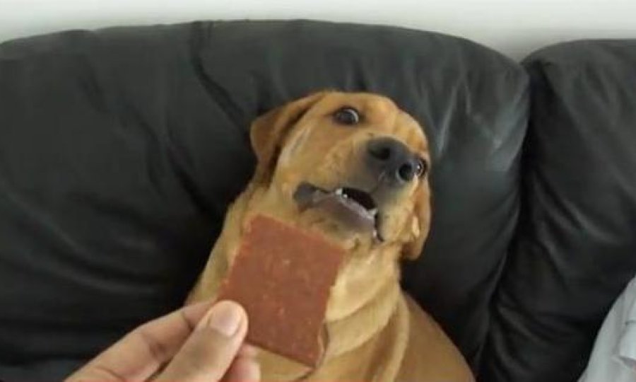 labrador sušeno meso funvideo
