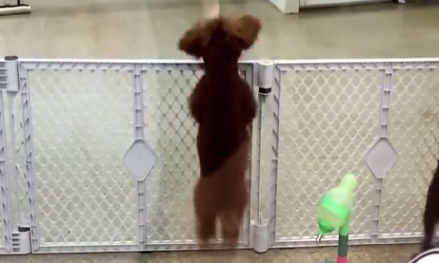 tportal