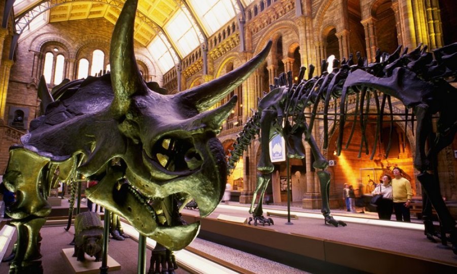 dinosauri triceratops