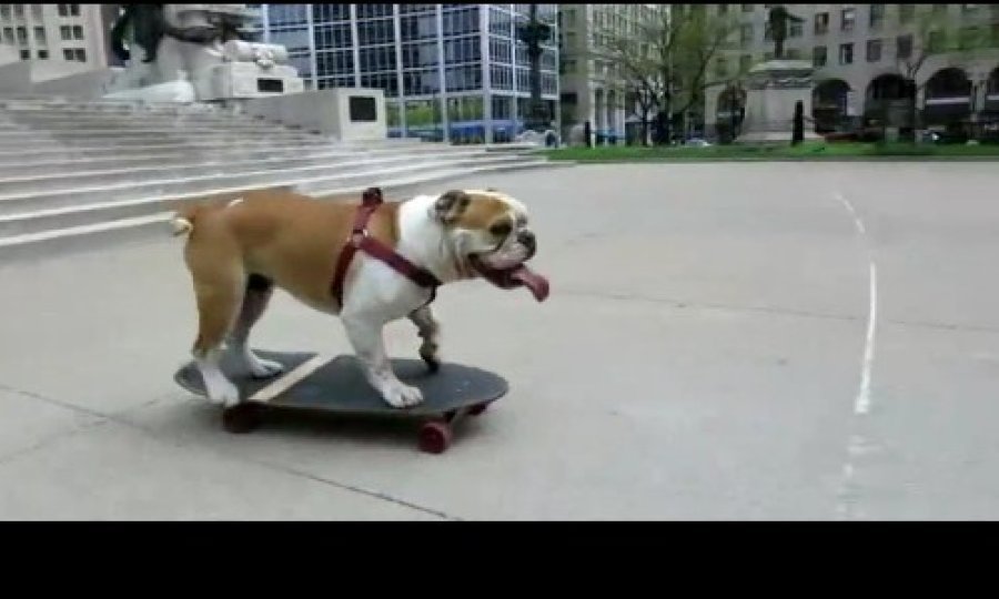 buldog