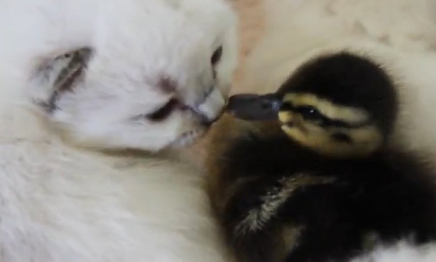 macici i pacici funvideo