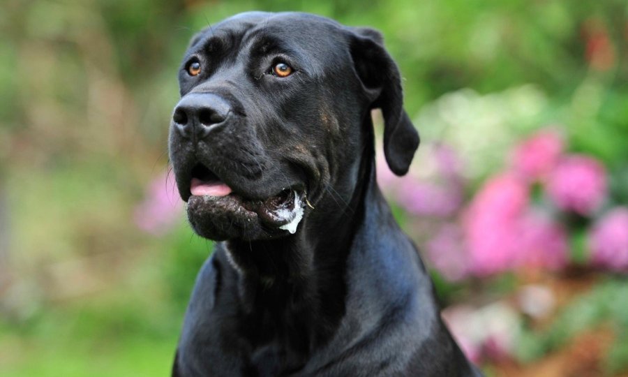 Cane corso