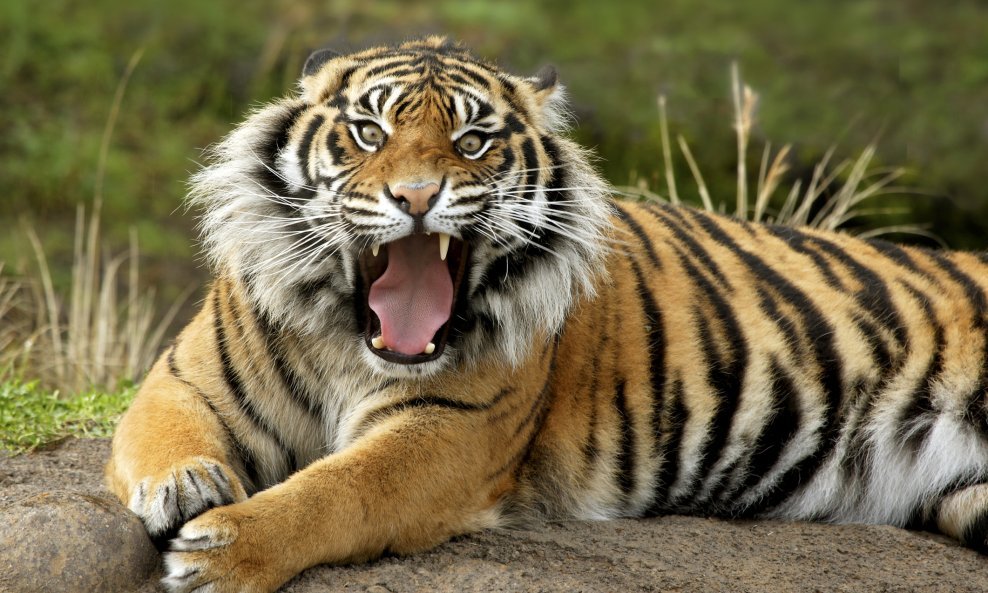 tigar