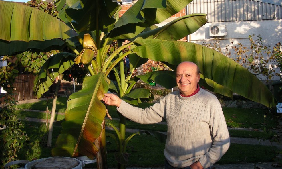 Banana u Slavoniji