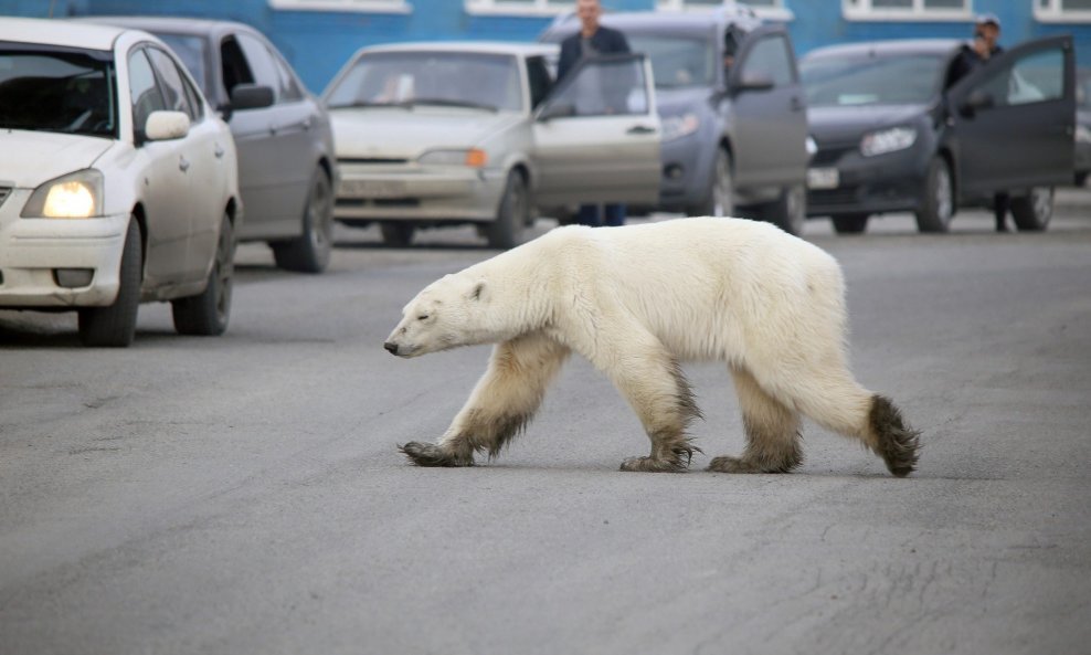 Polarna medvjedica u Norilsku