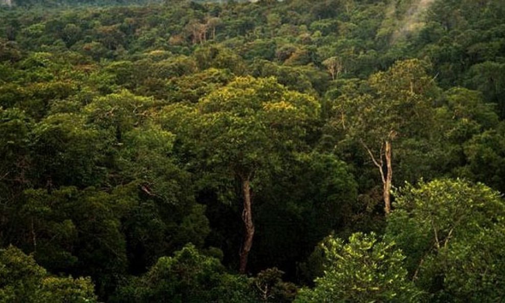 Amazona šuma
