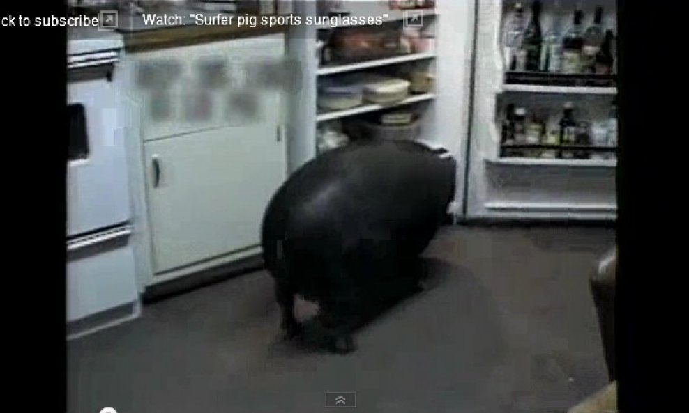 Podla svinja krade hranu iz frižidera