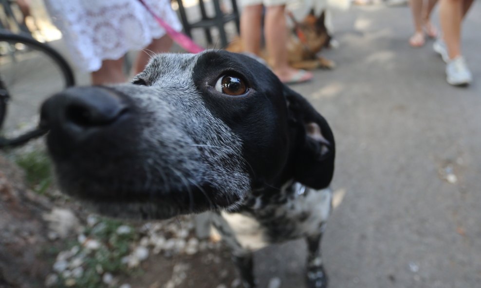 U Zagrebu je na Strossmayerovom šetalištu održana izložba pasa mješanaca.