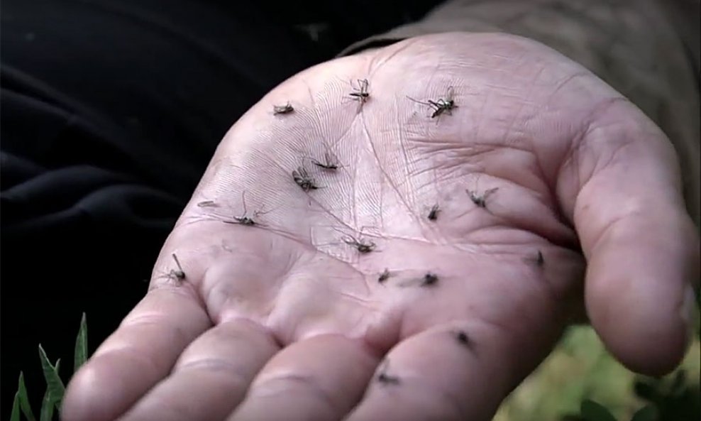 arktički-komarci