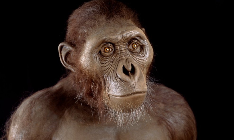 Australopithecus afarensis