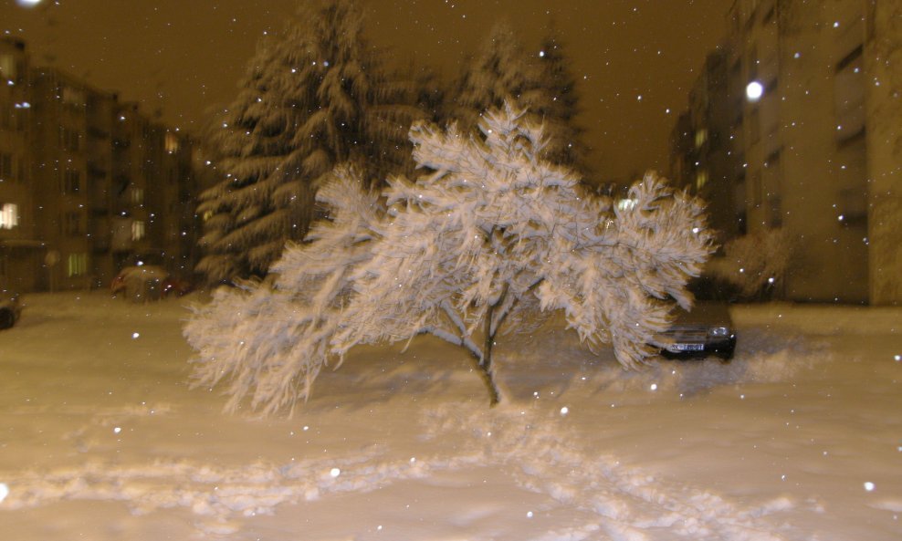 drvo snijeg zima hladnoća