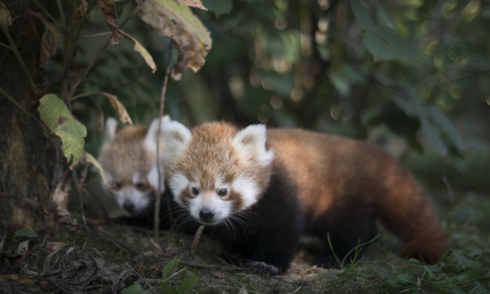 Mladunci crvene pande u zagrebačkom ZOO vrtu