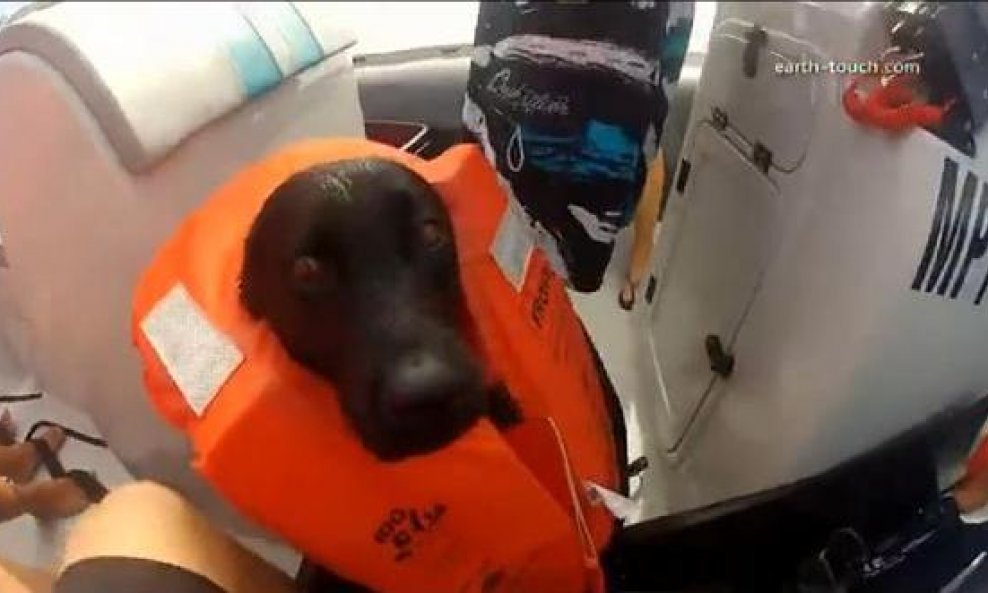 pas koji voli plivati s dupinima funvideo