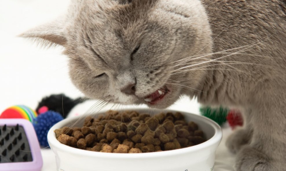mačka hrana debela mačka