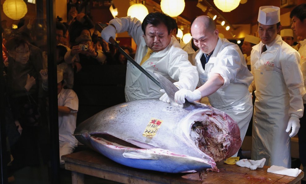 tuna najveća
