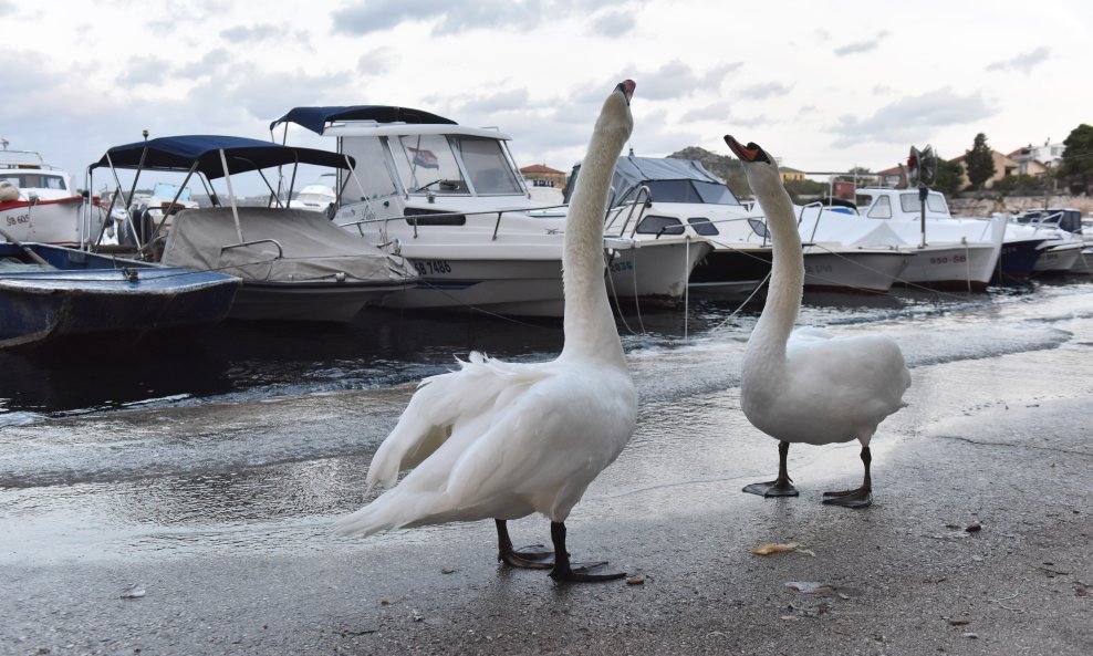 U Šibeniku u gradskoj četvrti Dolac dva su labuda iskoristila visoki vodostaj mora (jaku plimu) te su u potrazi za hranom izašla na cestu pa povremeno i blokirala promet.