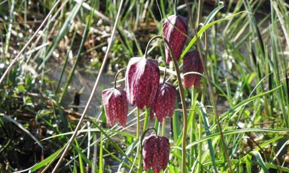 Kockavica - Fritilaria melegaris