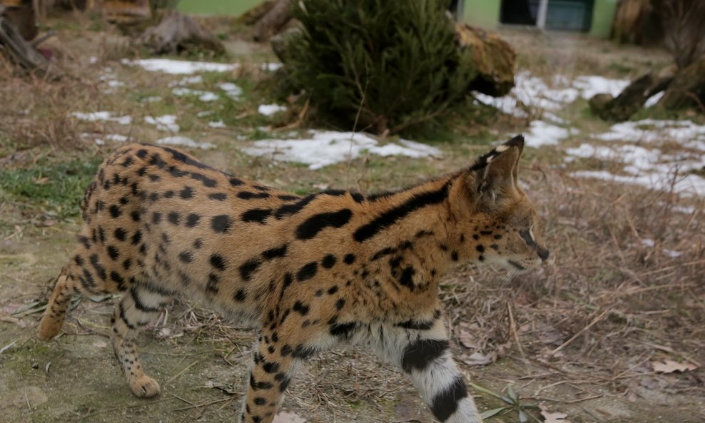 Serval, ilustracija