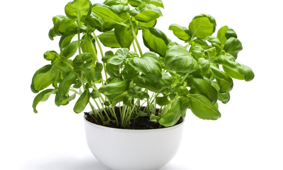 Bosiljak (Ocimum basilicum)
Ovo začinsko bilje umacima i omiljenom pestu daje slatkasto-pikantni okus. Bosiljak je jednogodišnja biljka te raste do 60 centimetara visine.