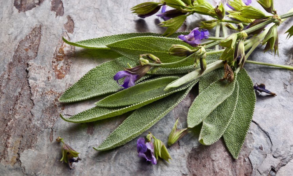 Kadulja (Salvia officinalis)
Mošusni, zemljani listovi kadulje su glavni sastojak prilikom pripremanja peradi s nadjevom, talijanskih mesnih jela te salata na Bliskom istoku. Kadulja raste u obliku grma visine od 30 do 90 centimetara.