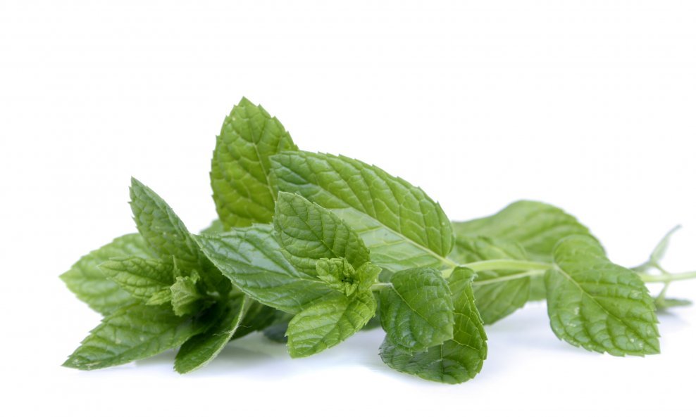 Menta (Mentha)
Paprena i zelena metvica predstavljaju favorite među čajevima, salatama, juhama i hladnim napitcima. Ova višegodišnja biljka vrlo brzo se širi preko podzemnih stabljika, a najbolje ju je uzgajati u lončanicama.