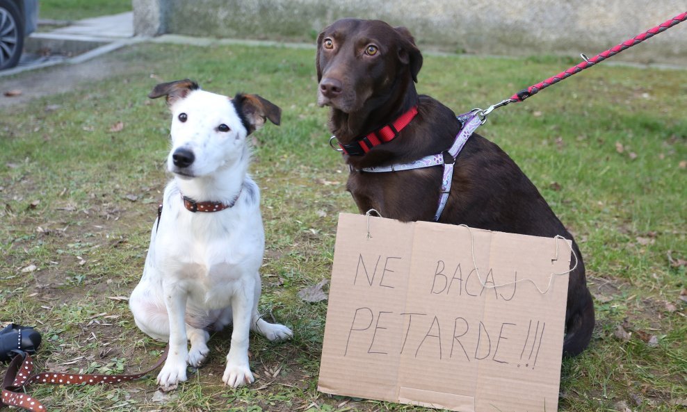 Psi i petarde ne idu zajedno