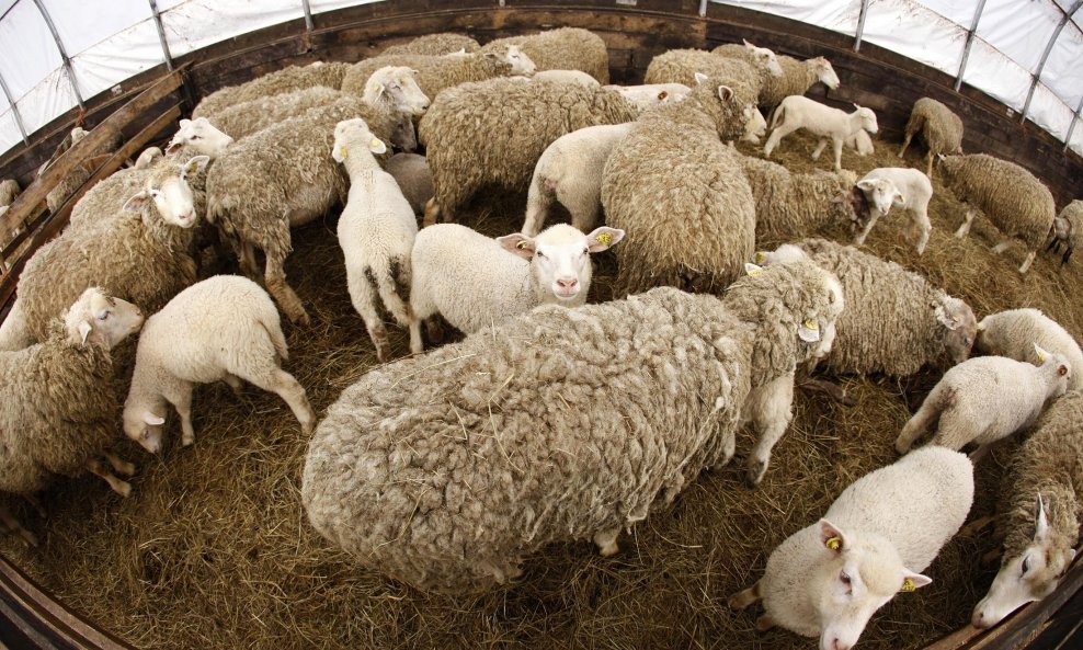 ovca ovce janjci