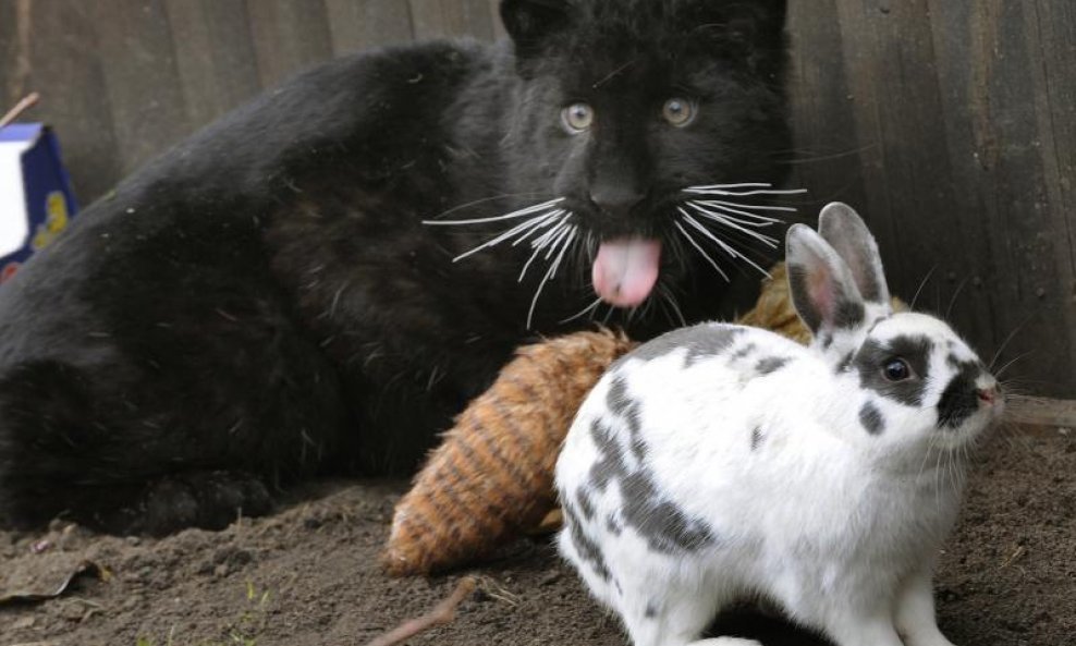 Mladunče crnog leoparda i zec se igraju 4
