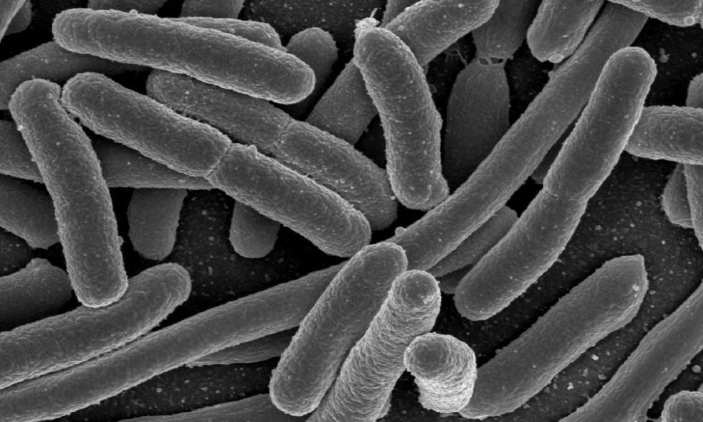 Bakterije-crijeva