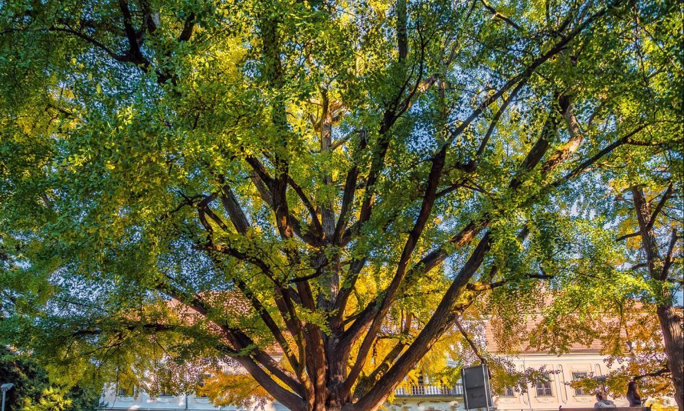 Ginko biloba