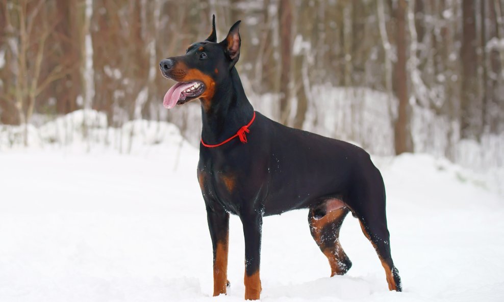 pas doberman