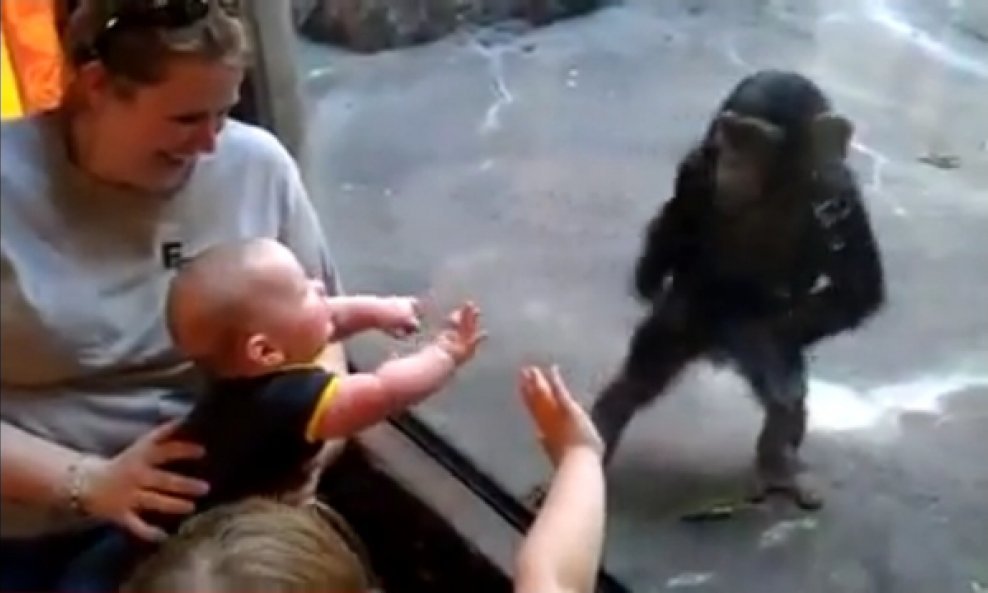 čimpanza beba funvideo
