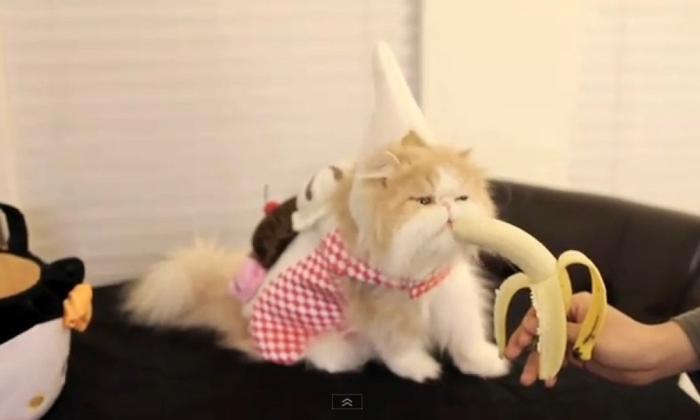 mačak Cooper banana funvideo
