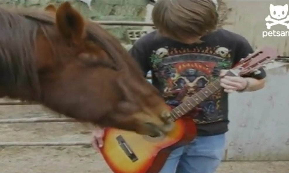 konj svira gitaru