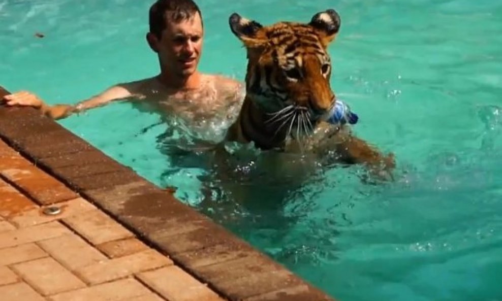 Sinhronizirano plivanje...s tigrom!