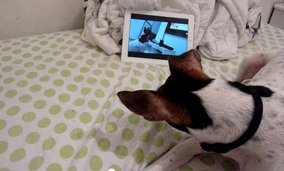 Pas koji plače gledajući sebe kako plače dok gleda film