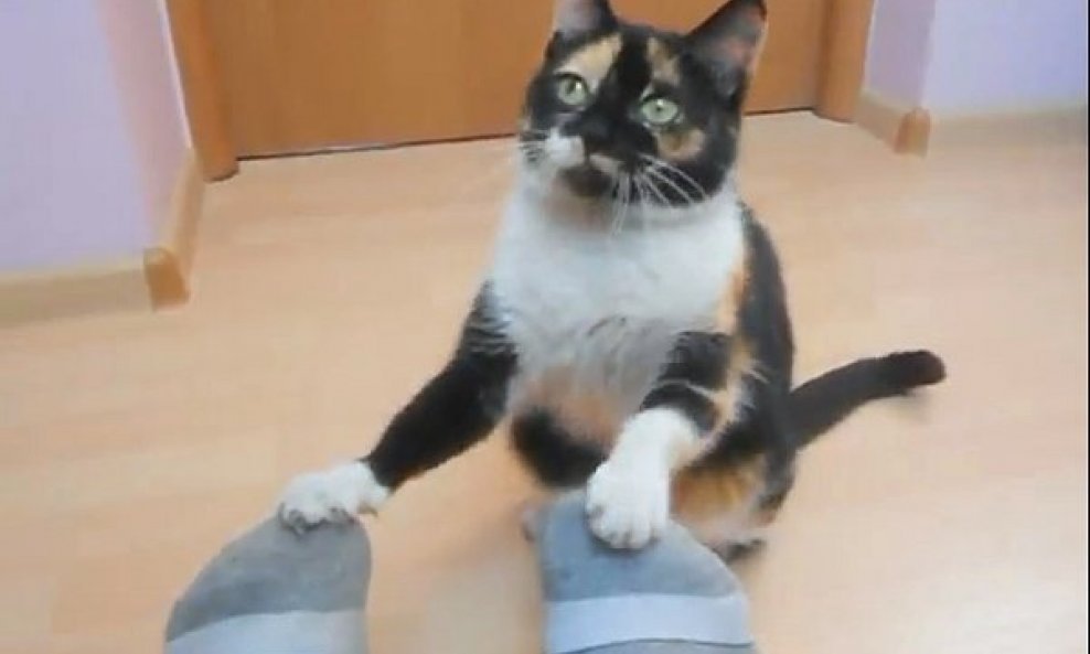 Niunia - mačka s devet trikova