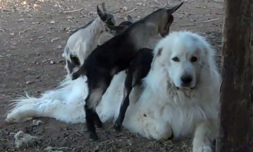 Male koze se penju na strpljivog psa