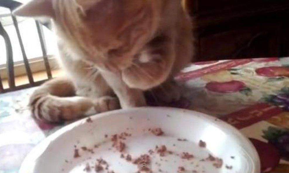 mačka jede šapama funvideo