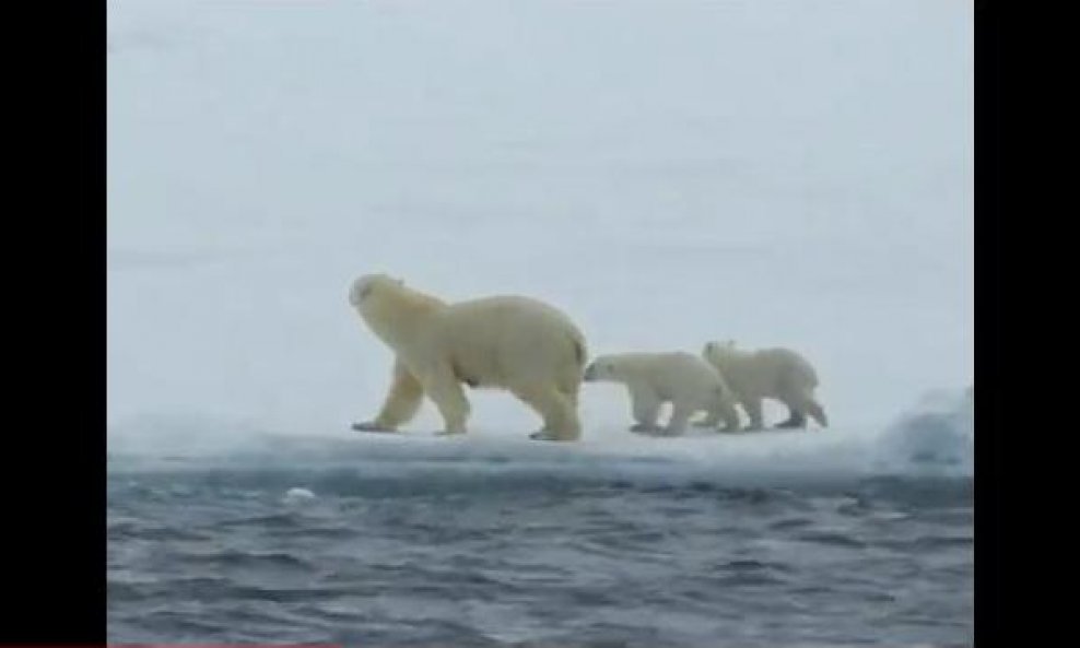 obitelj polarni medvjedi funvideo