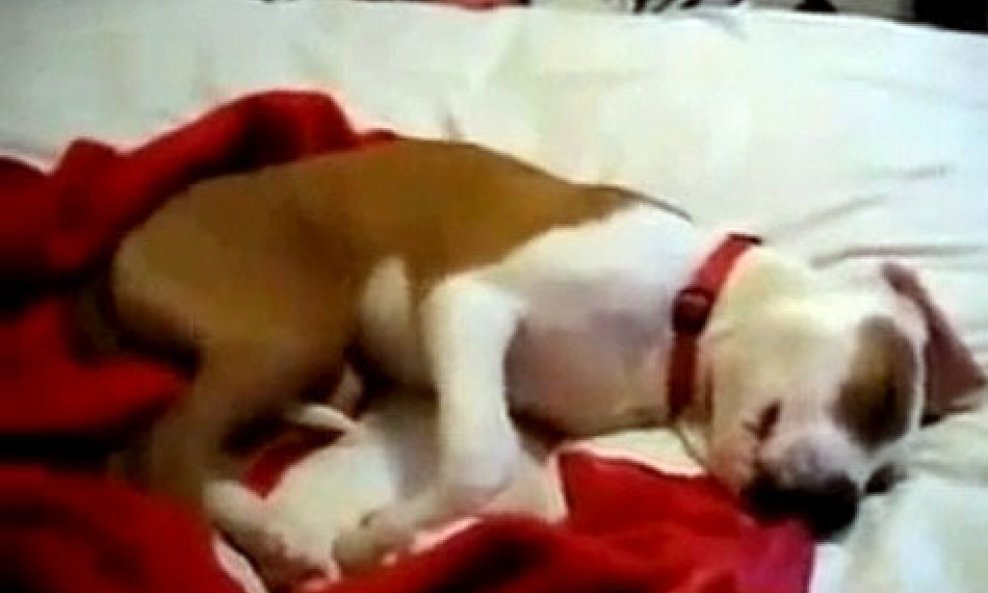Slatki pas koji se smije u snu