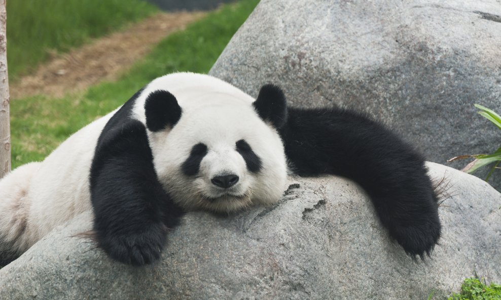 panda