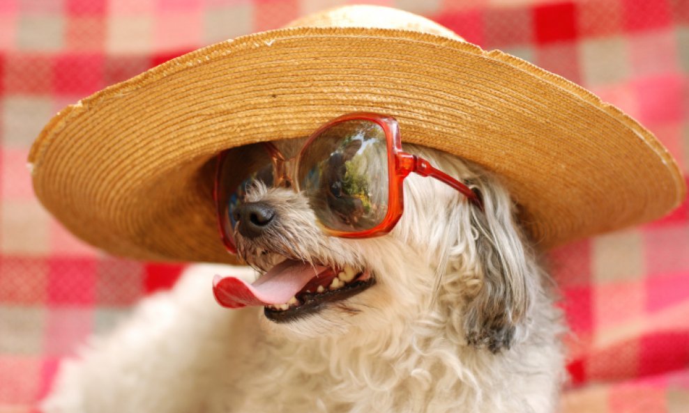 pas sunčane naočale šešir