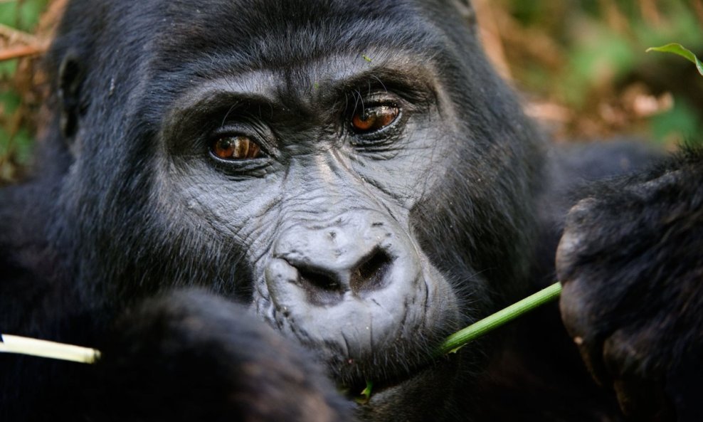 Razne ljudske respiratorne bolesti poput prehlada već su se pokazale kobnima za gorile