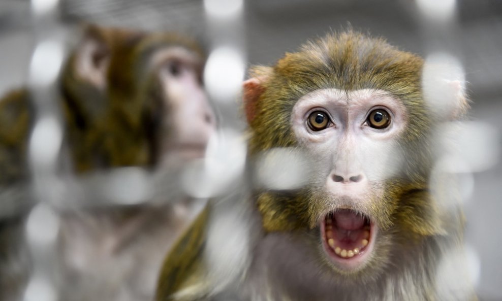 Dvanaest majmuna dobilo je ili placebo ili srednju ili veliku dozu cjepiva u tri navrata tijekom dva tjedna