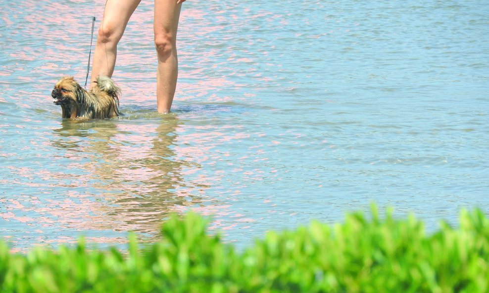 Pekinezer u šetnji Jadranom kao vjesnik povratka turizma