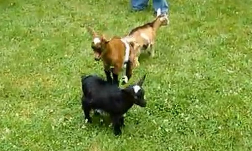 Hiperaktivna patuljasta koza stvara kaos u dvorištu