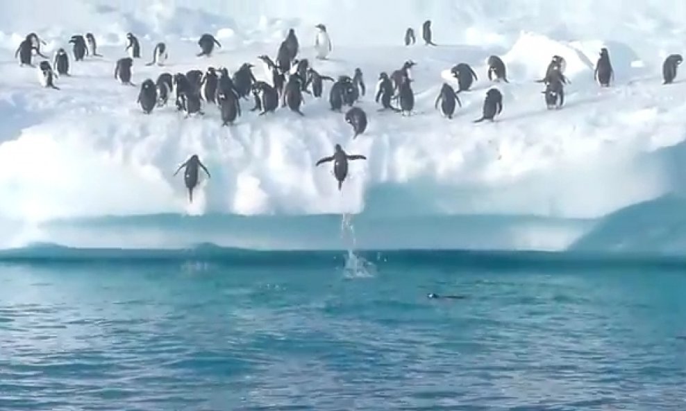 pingvini izlaze iz vode na obalu